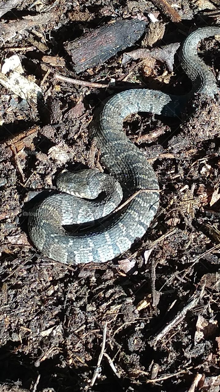 Snake, Reptile, Nature, Wildlife, No Person