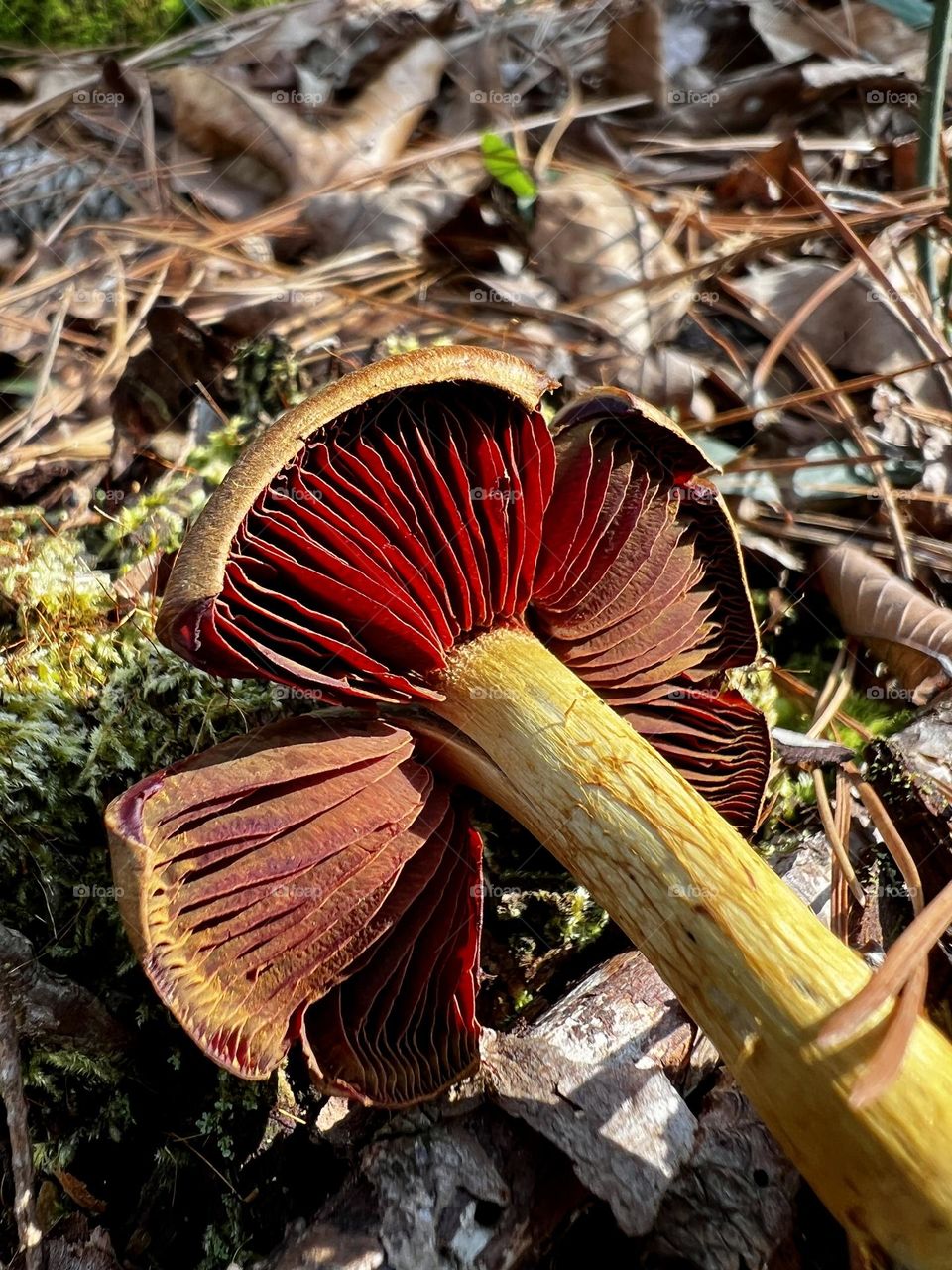 Closeup of surprise webcap mushroom with deep red gills