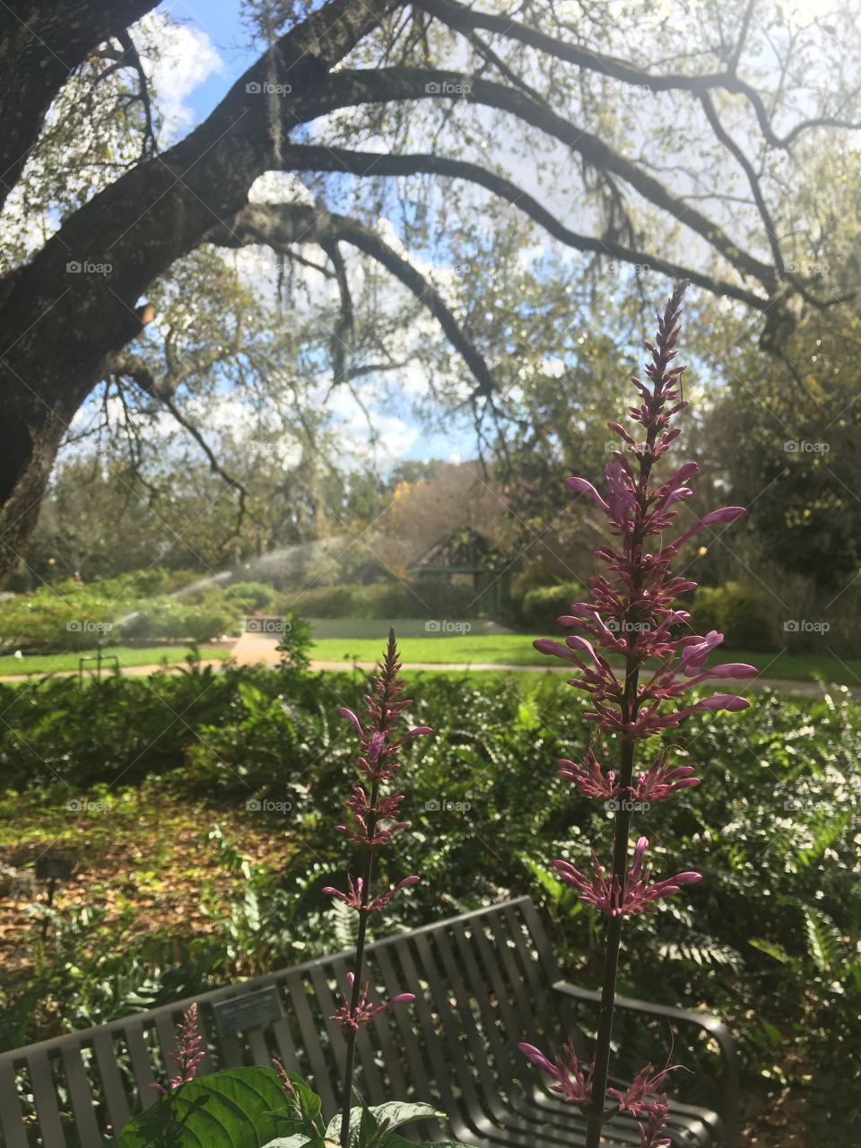 Pink flowers bloom in the foreground of a large manicured garden under an old live oak tree