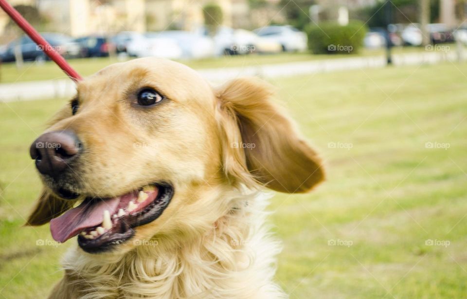 Playful Golden Retriever 