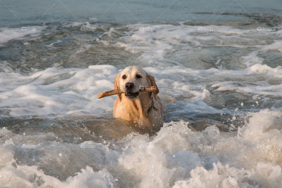Dog carrying wooden stick