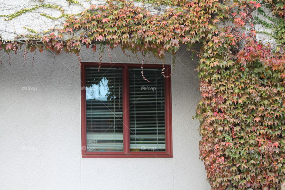 Fall window