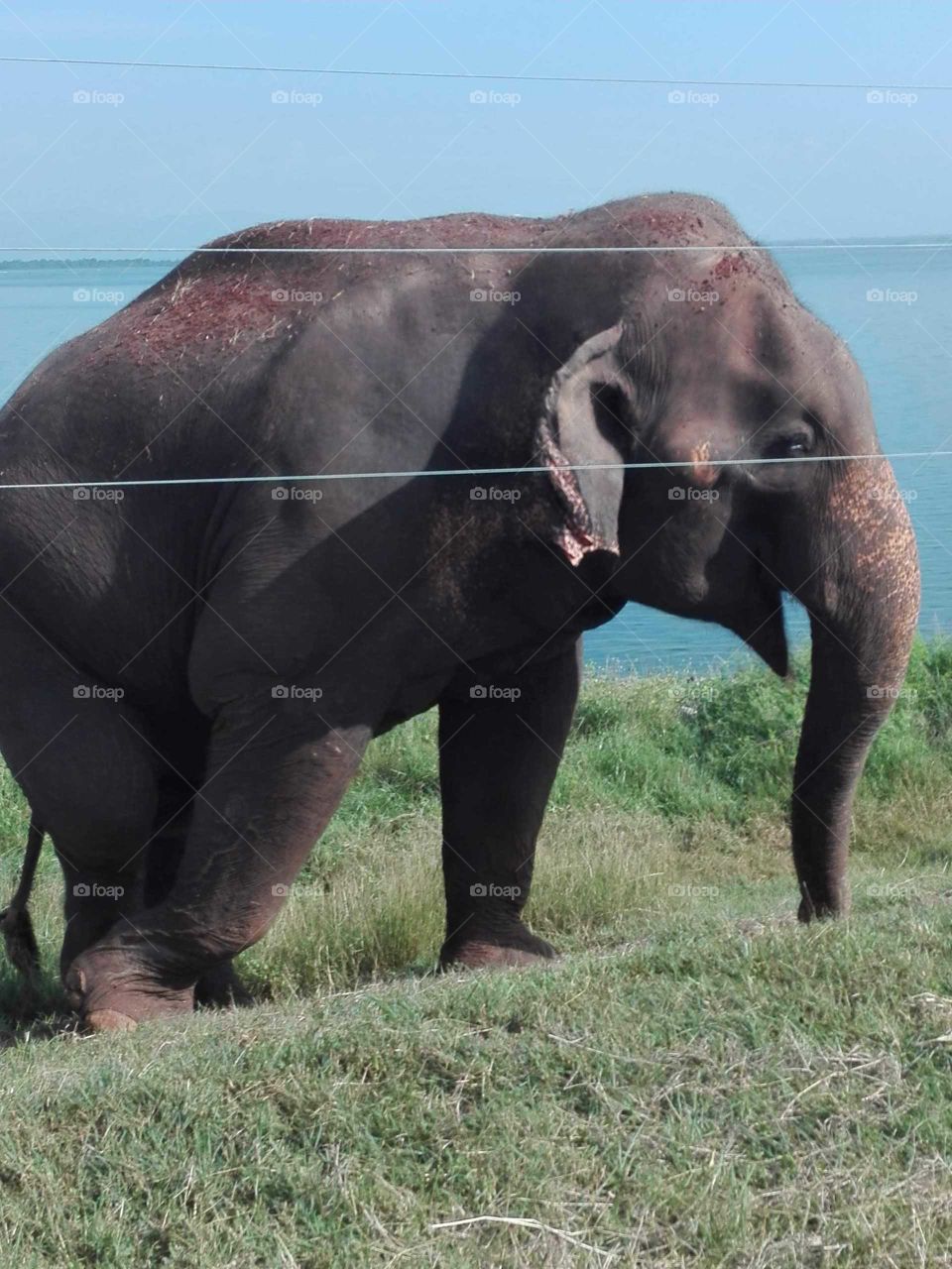 wild elephant