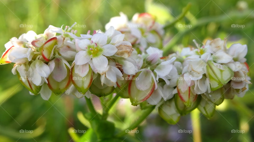 the buckwheat ripens and blooms