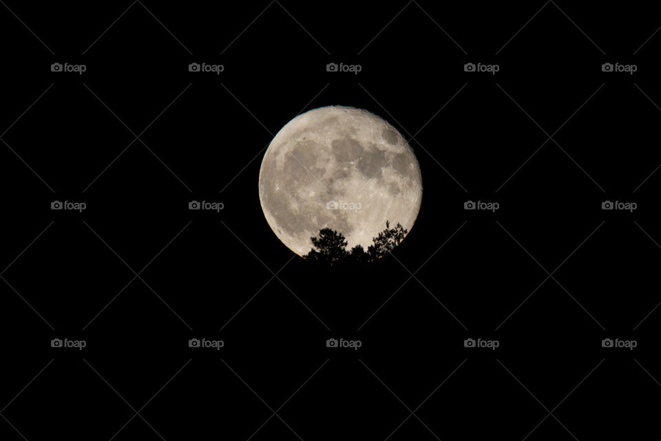 Supermoon rising behind the trees, full moon - supermåne stiger upp bakom träd , fullmåne, måne