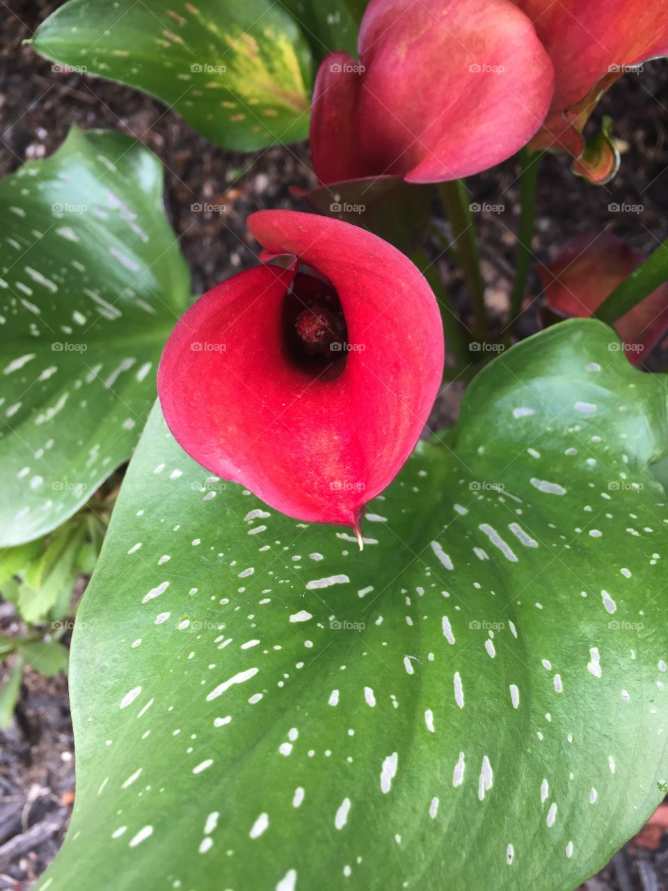 Closeup calla lily
