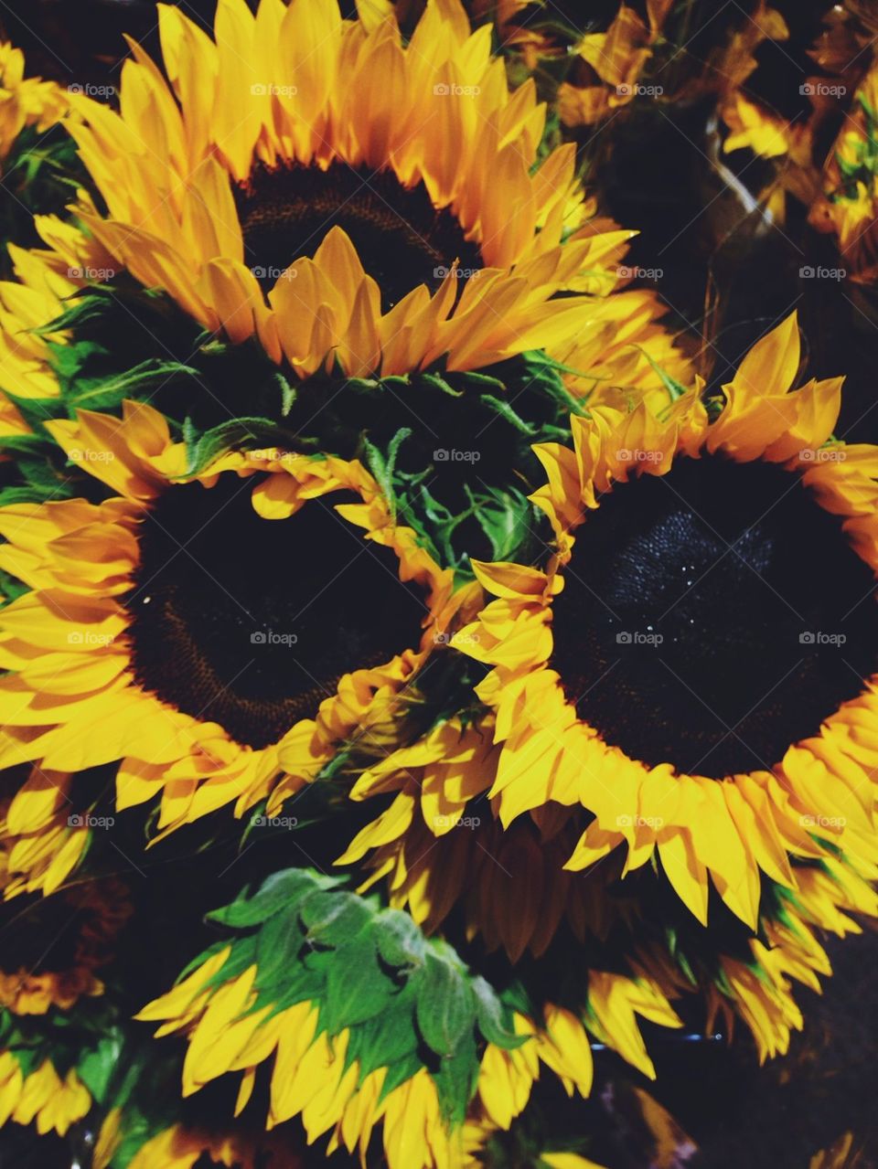 Sunflowers