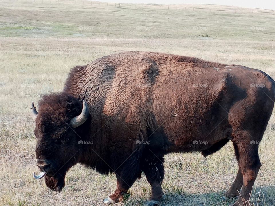 Bison