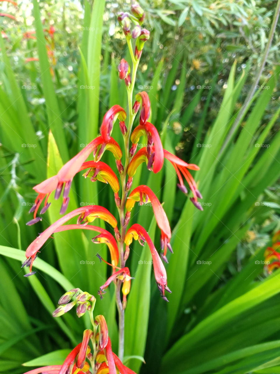 I took this picture of this beautiful flower with my Android phone.