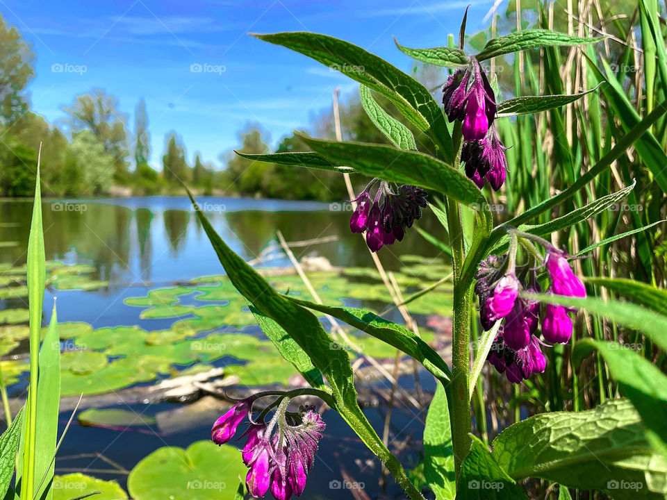 The Comfrey by the Lake