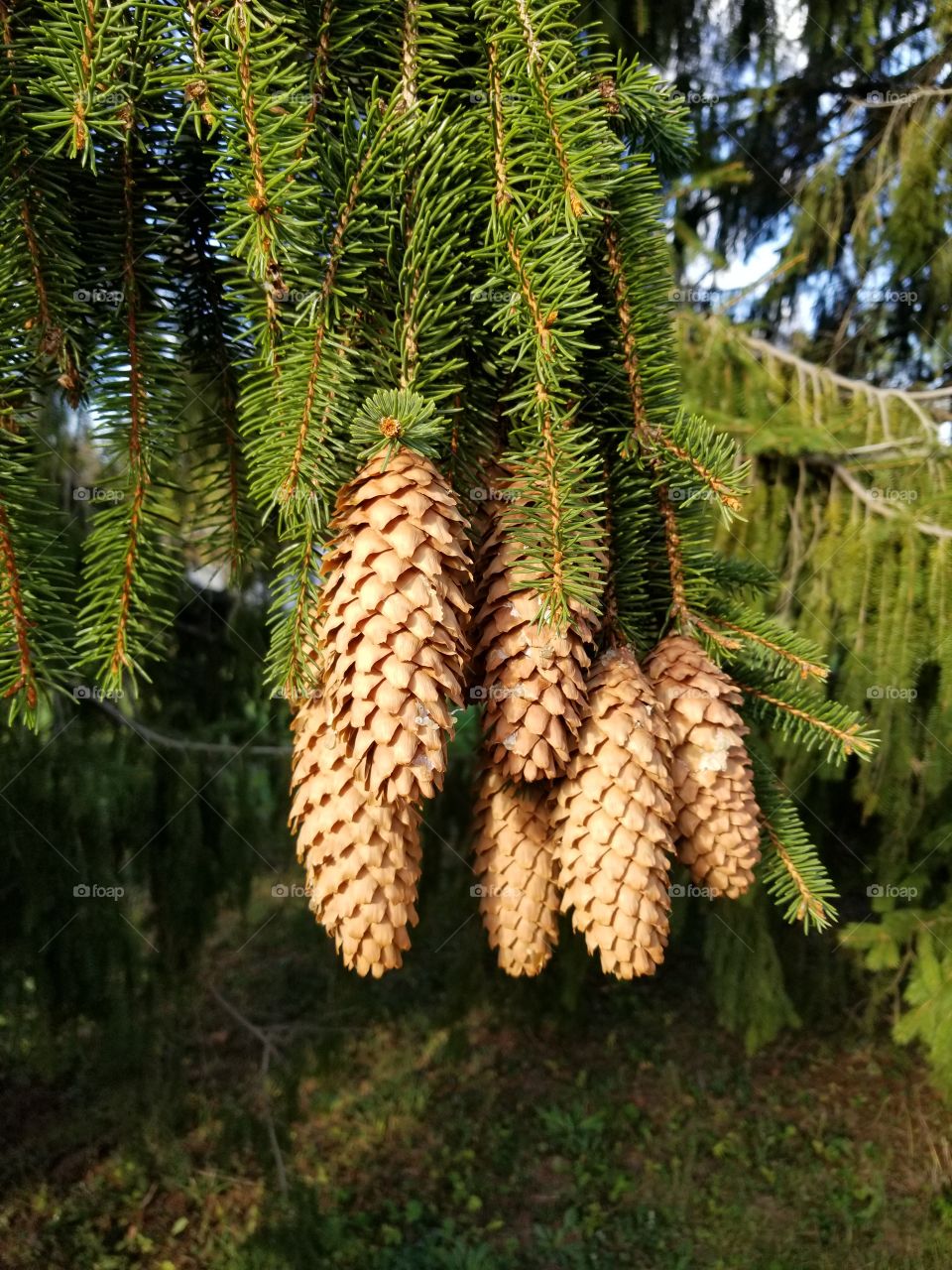 Tree, No Person, Evergreen, Pine, Nature