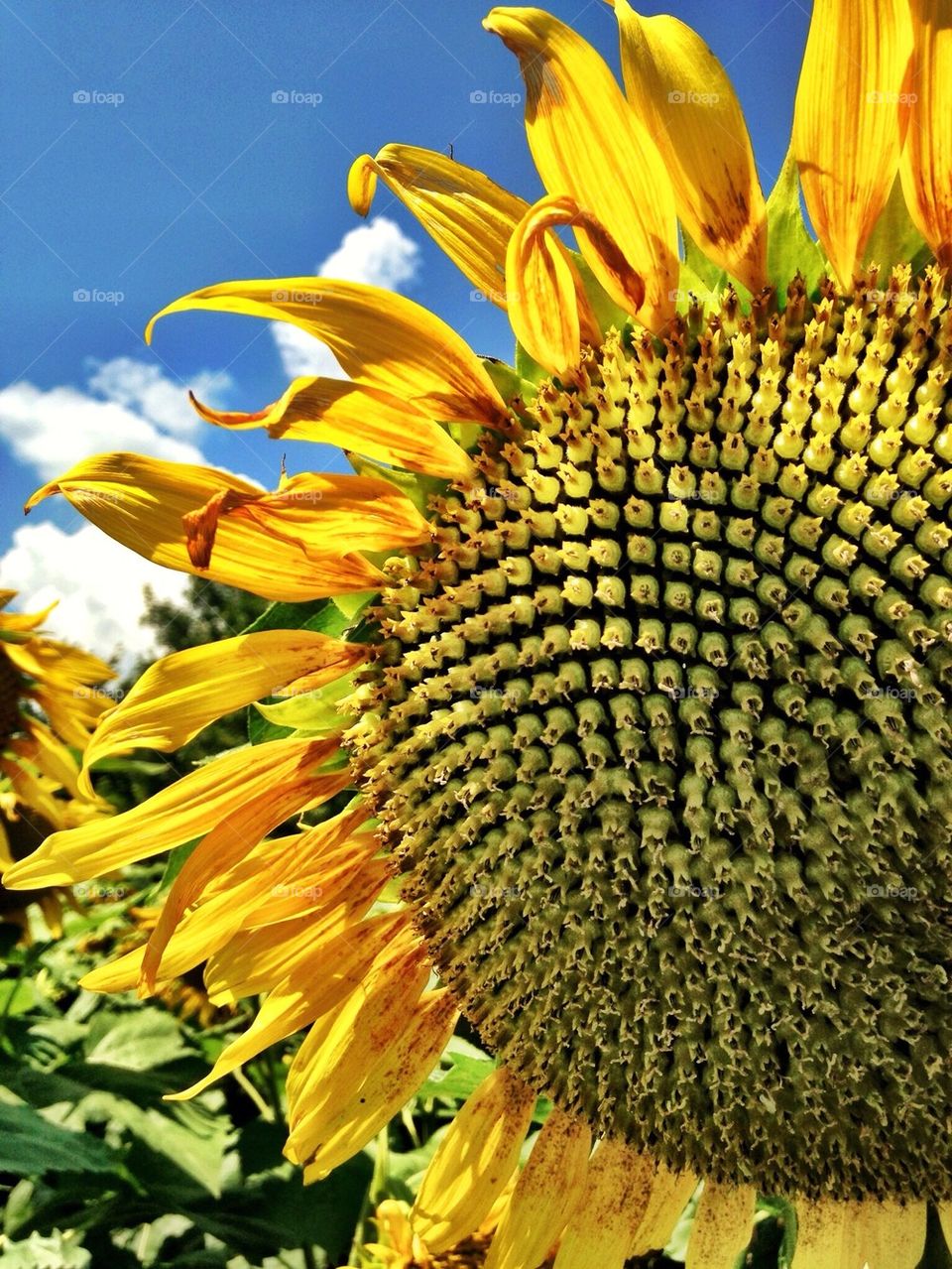 Sunflower- close up