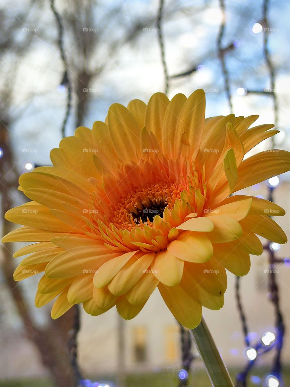 Yellow gerbera against the background of diode bulbs