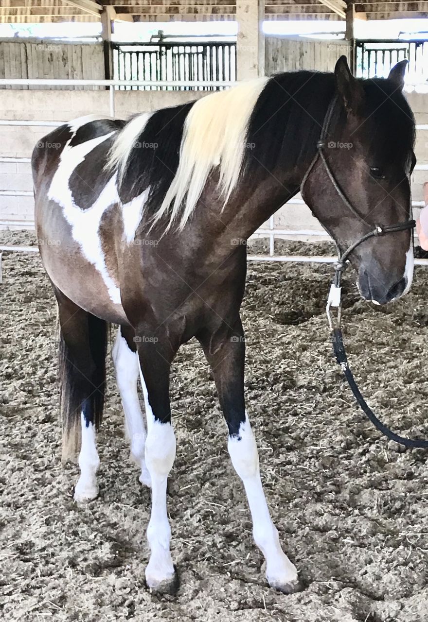 Buying horses always reminds me of summertime & this gorgeous Paso Fino was just bought by my aunt. She is a proud new owner of this new baby known for trial riding, endurance, driving & gymkhana. Who doesn’t want a horse for summer to have some fun?