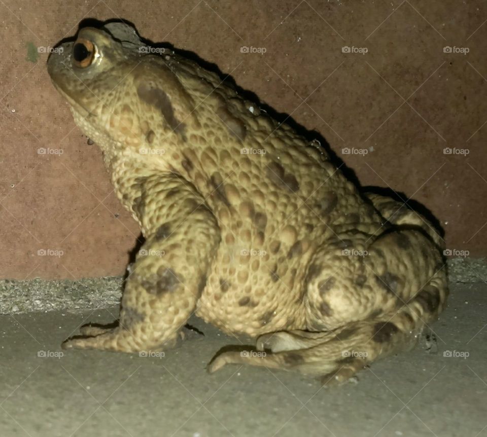 Lonely toad