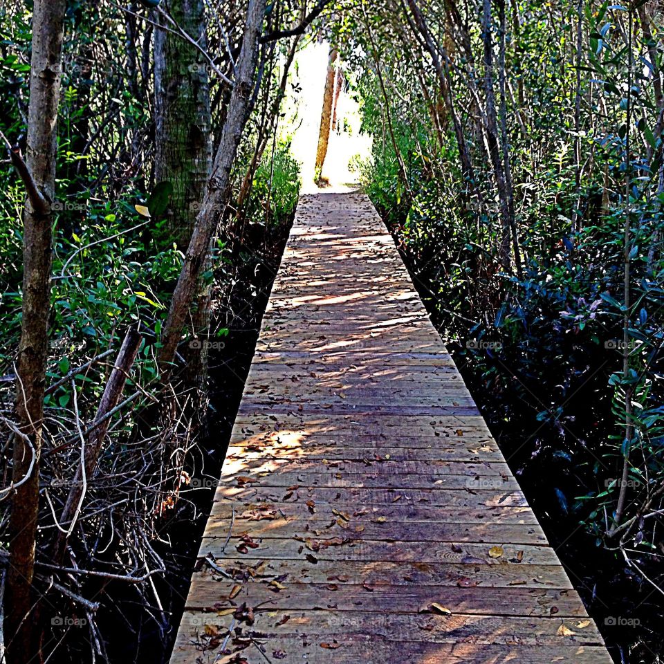 Trail through the mangroves.