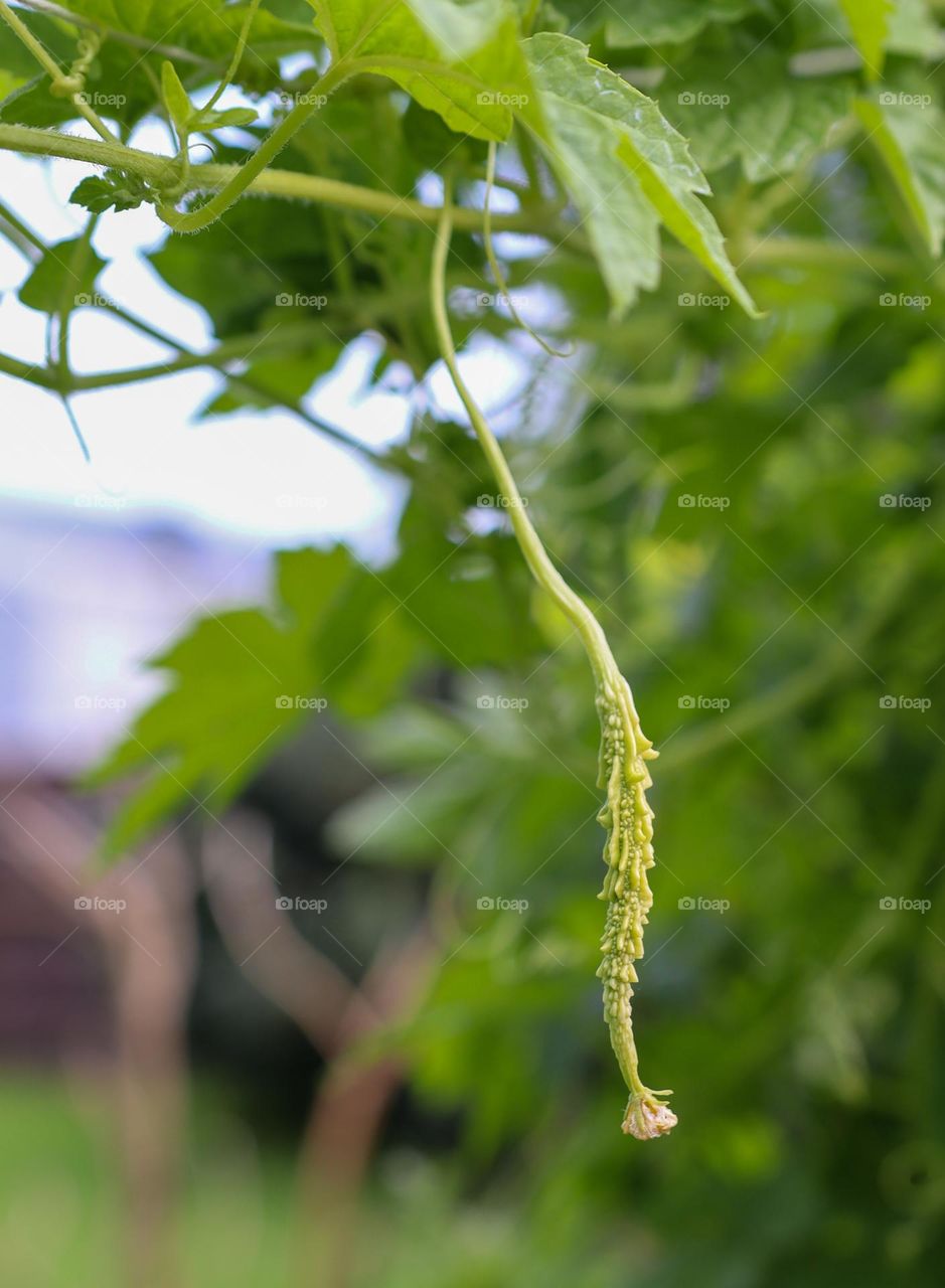 Bitter gourd with flower