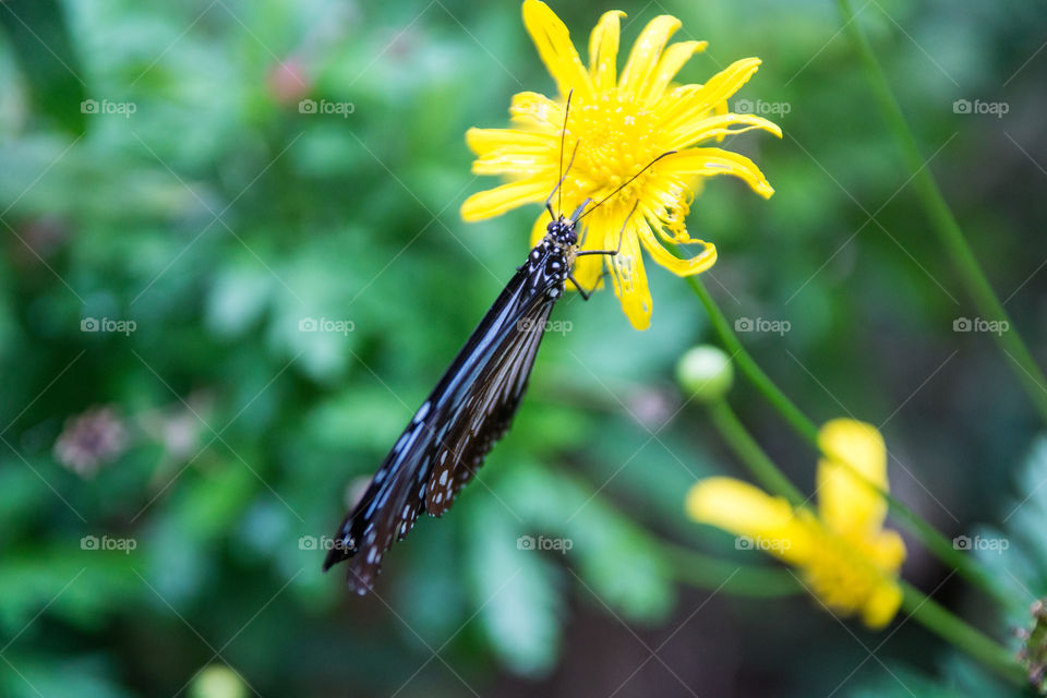 Butterfly sitting on a flower 