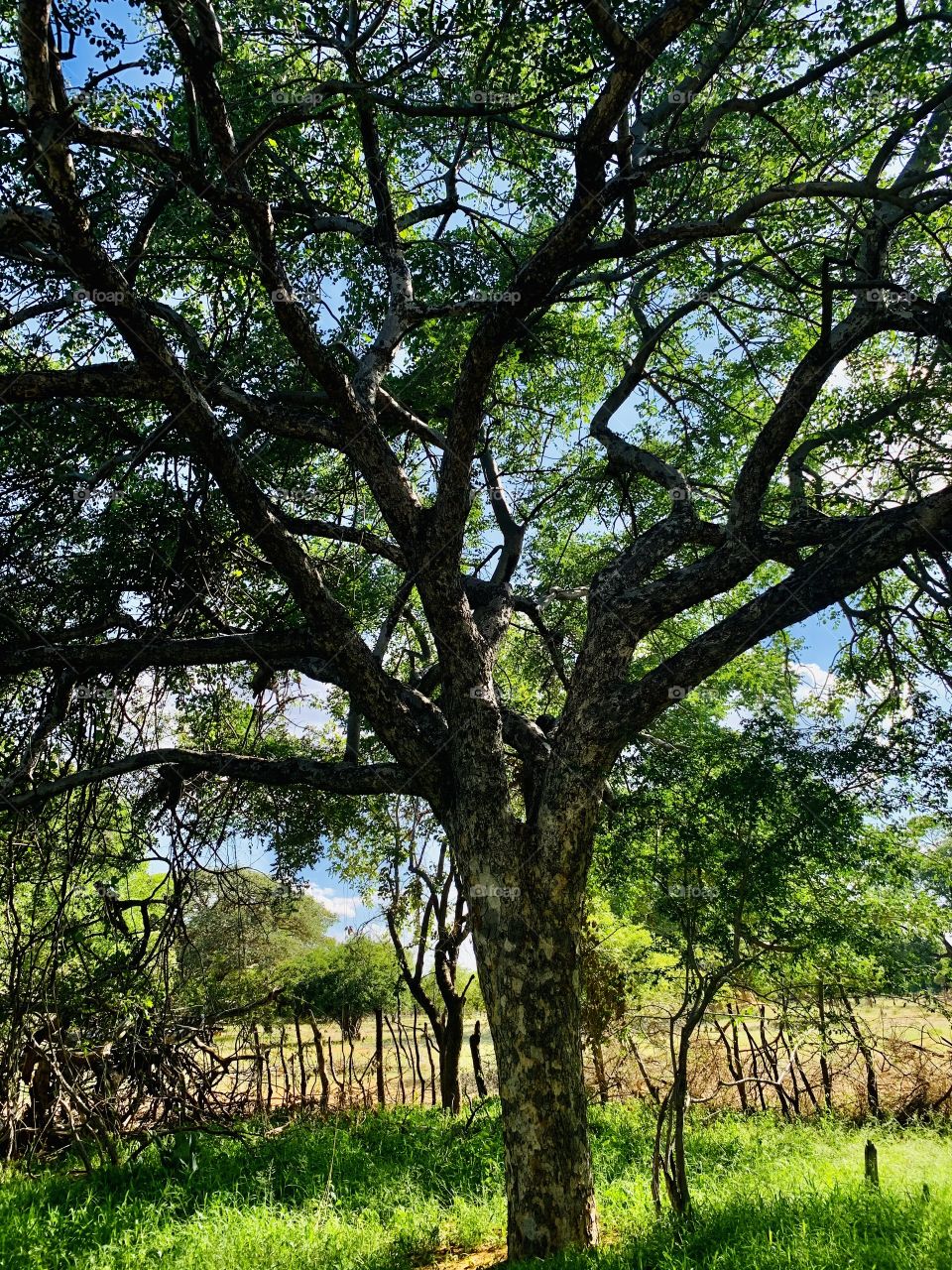 A giant Marula tree. It’s getting old but still producing the best Marula fruits of all.
