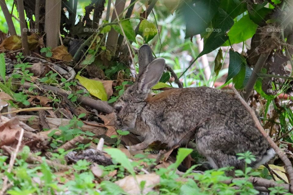 A wild rabbit in a wooded part of the city of Madrid