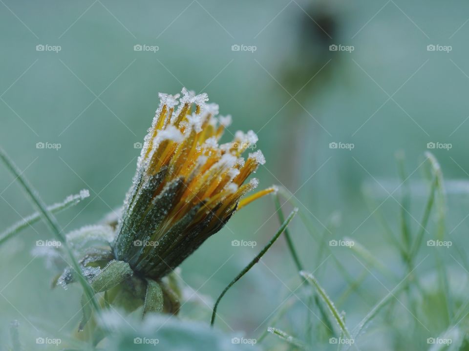 Frozen dandelion flower