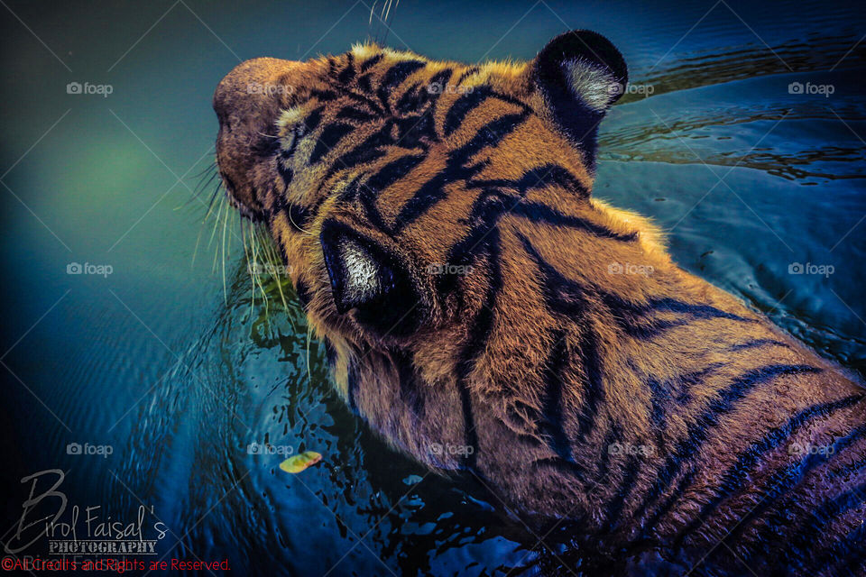 “Royal Bengal Tiger”
Cli©k By: Shah Faisal
Device: Canon 70D