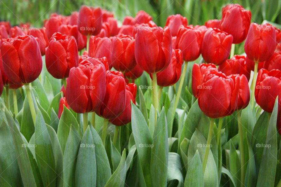 Beautiful tulips