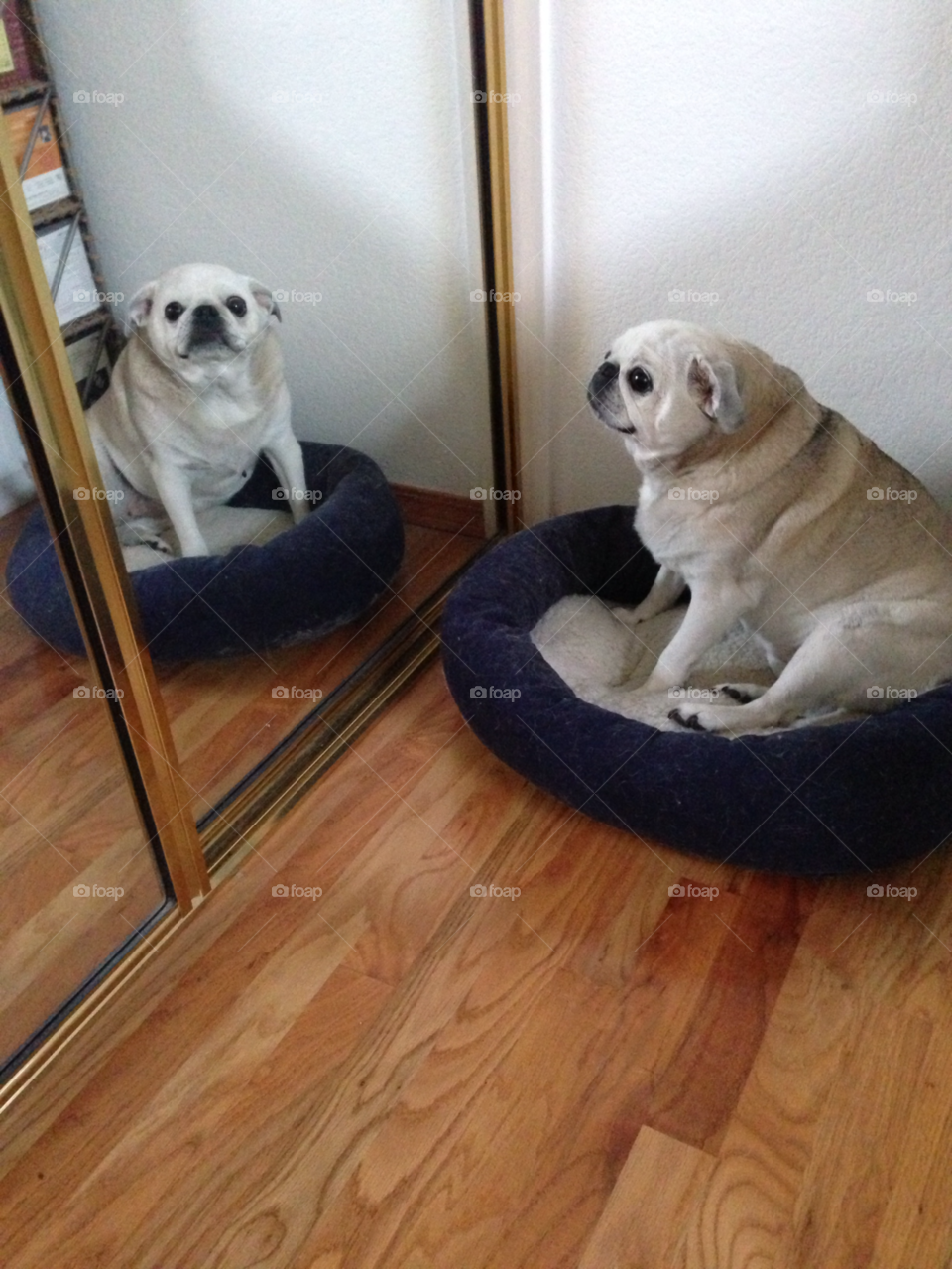 reflection pug dog mirror by melody