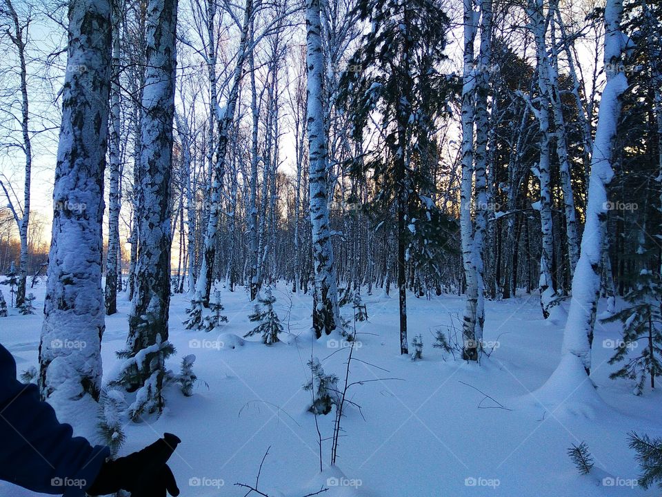 Meet sunrise on skis in winter woodland