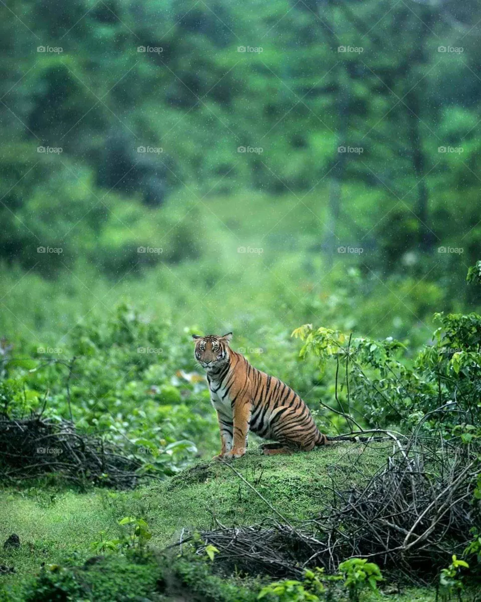 tiger