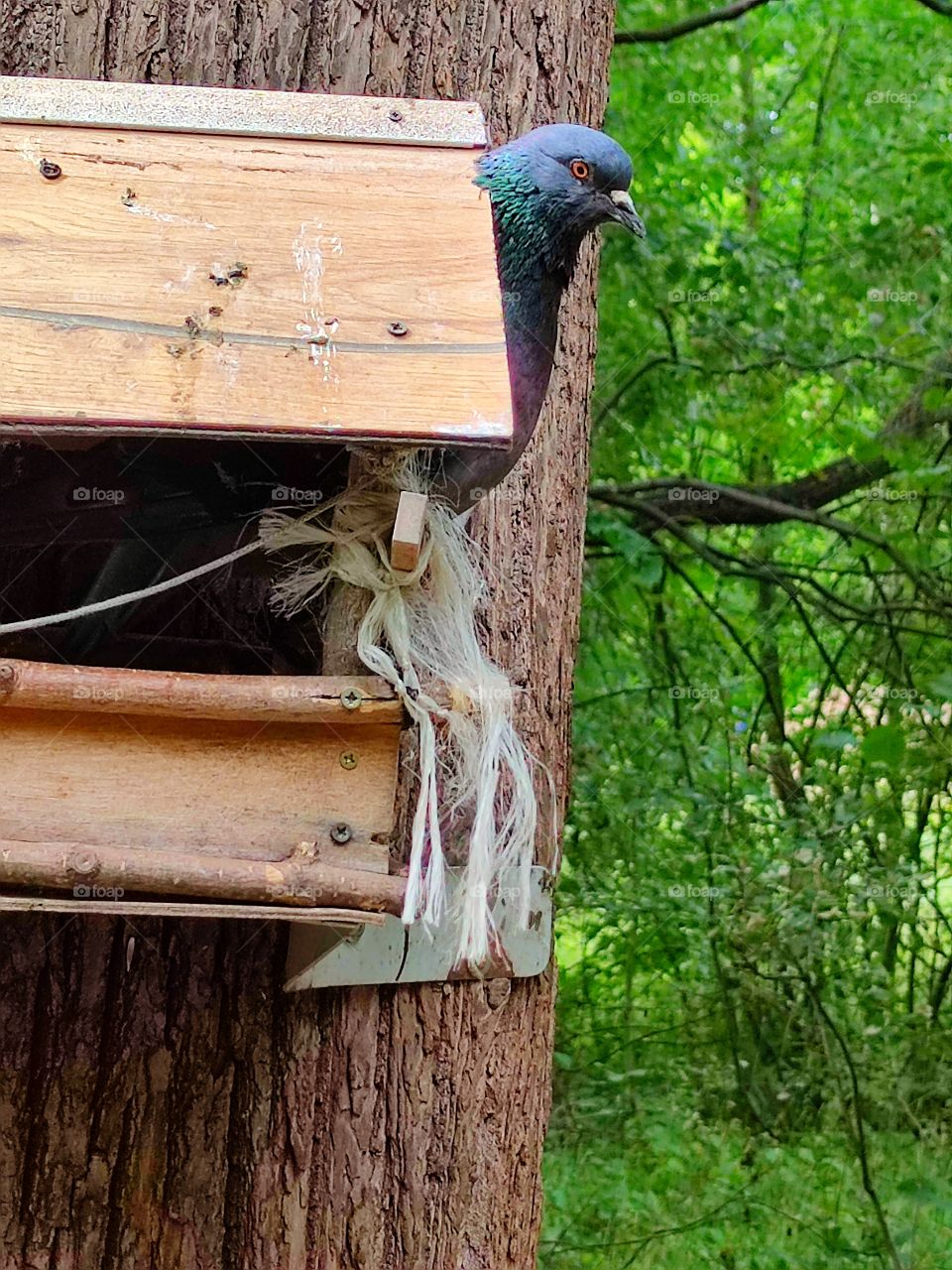 The bird feeder is attached to the tree.  a curious pigeon peeps out of the feeder