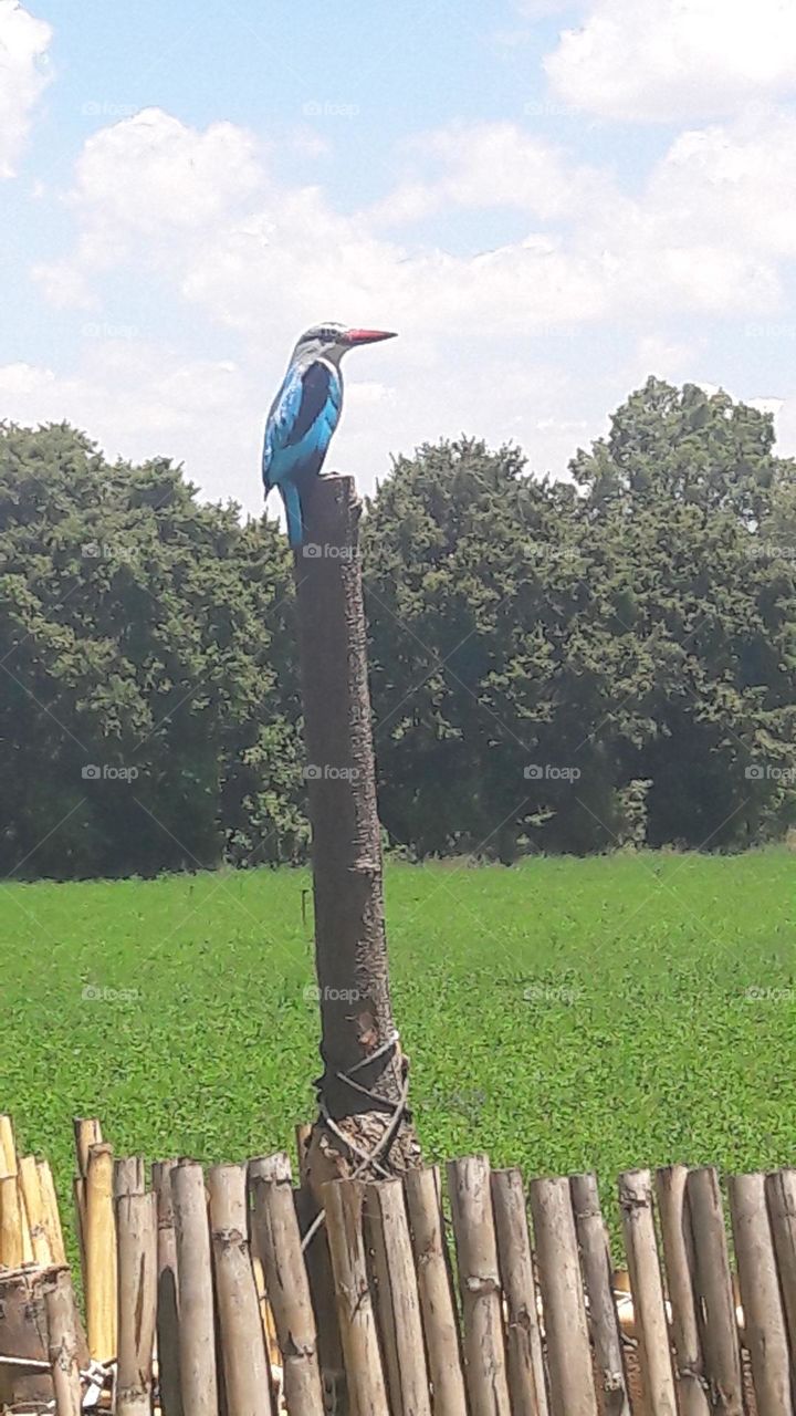 Woodland kingfisher  .