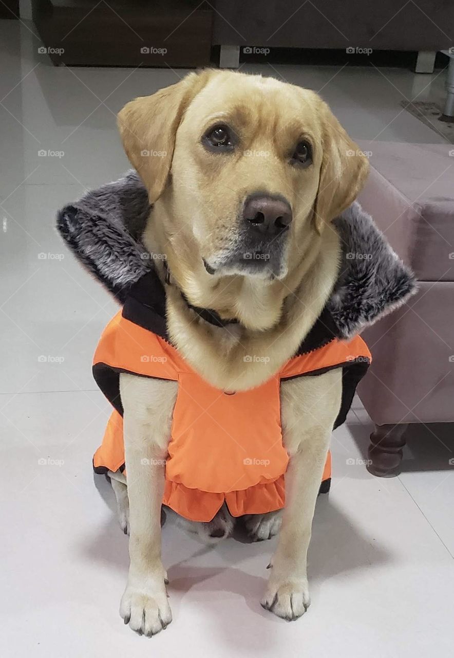 This pooch may have a broken heart, but its love and loyalty remain steadfast. Despite its sadness, it still wags its tail, hoping for just a glimpse of happiness!