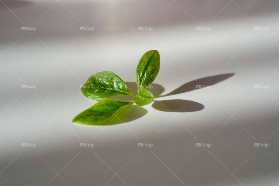 Green leaves on a white background 