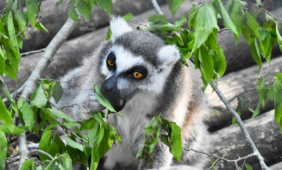 Ring-Tail Lemur 