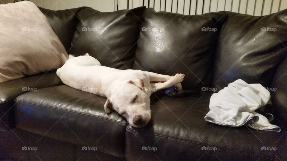 lazy pooch. My little buddy Rex being lazy