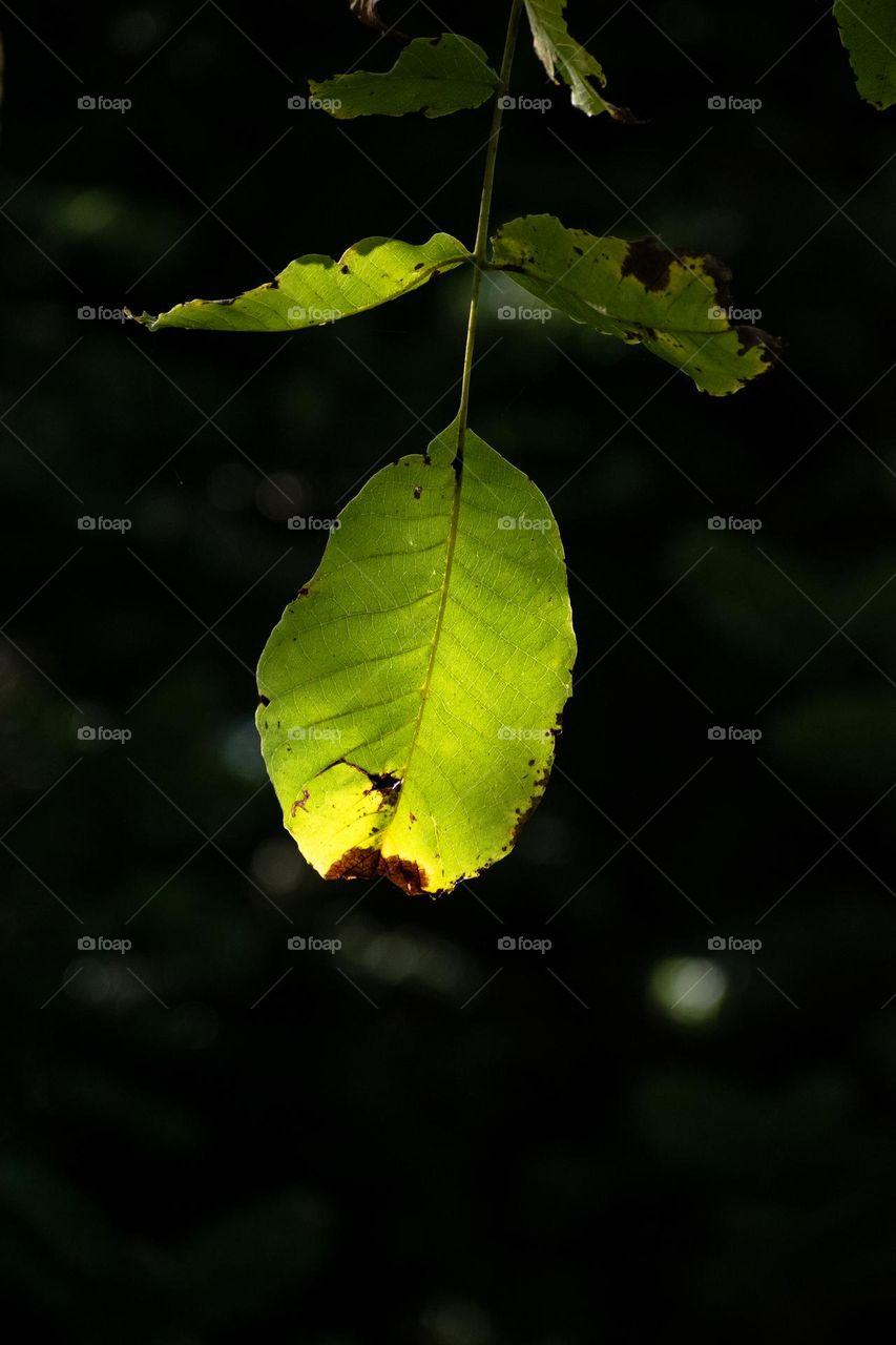The beauty of change: green fading into autumn's warm embrace 🍂