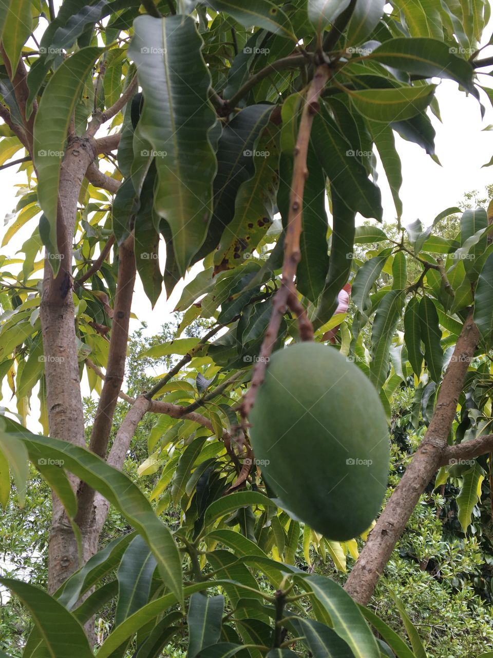 Mango tree