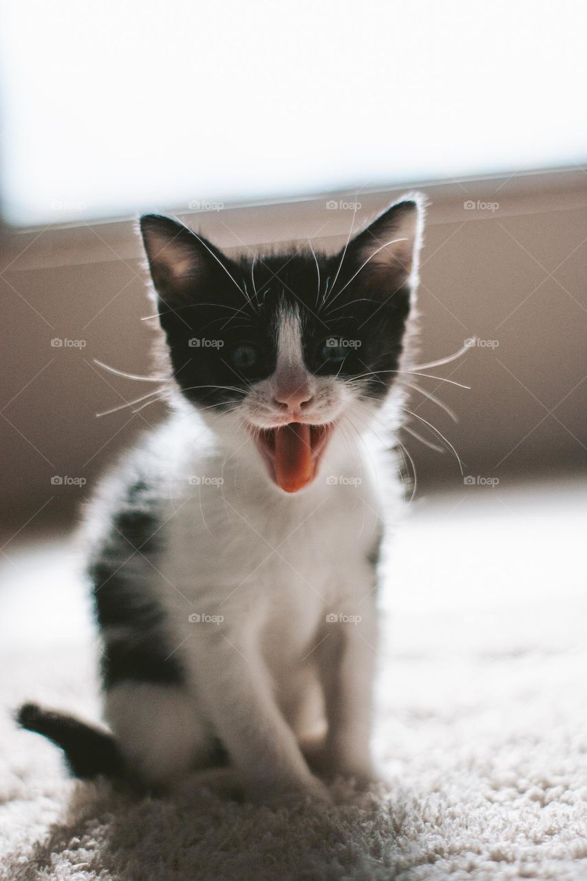 yawning baby cat
