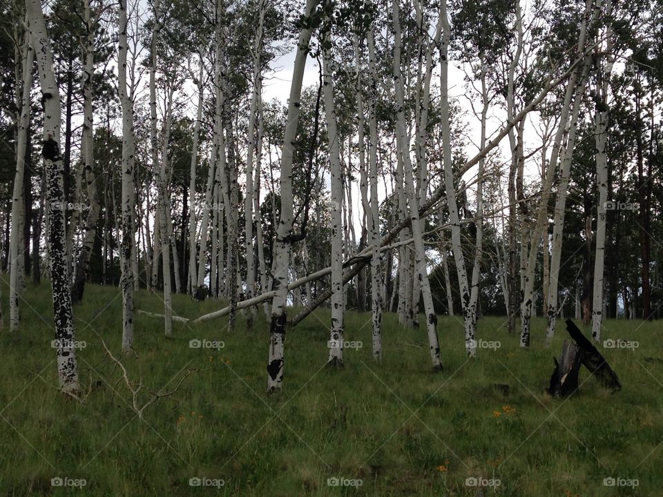 Aspen groves . A grove of aspen in my favorite spot