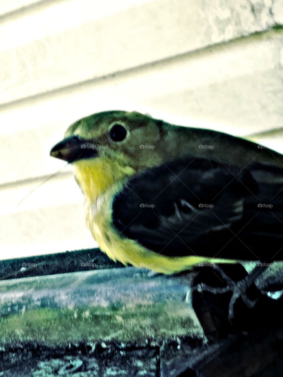 a yellow finch eyes open