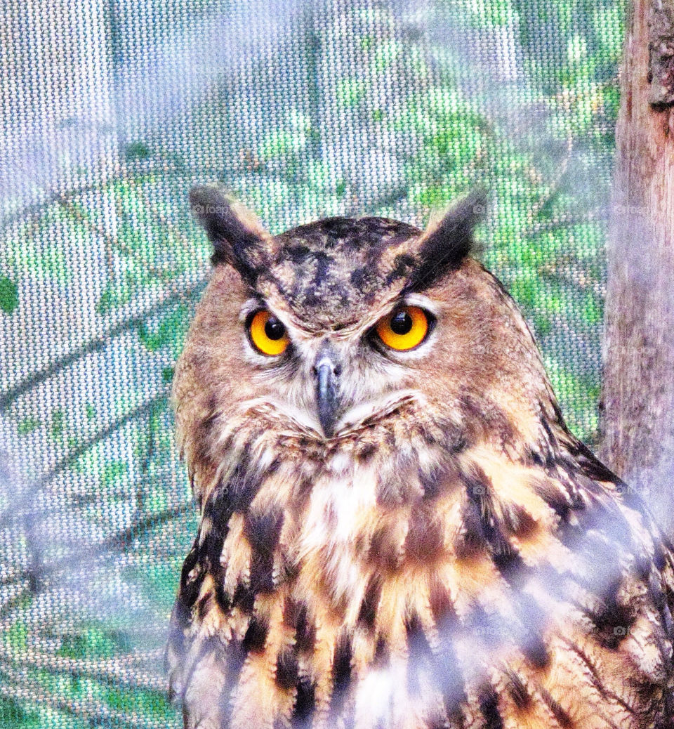 fence bird eyes owl by delvec