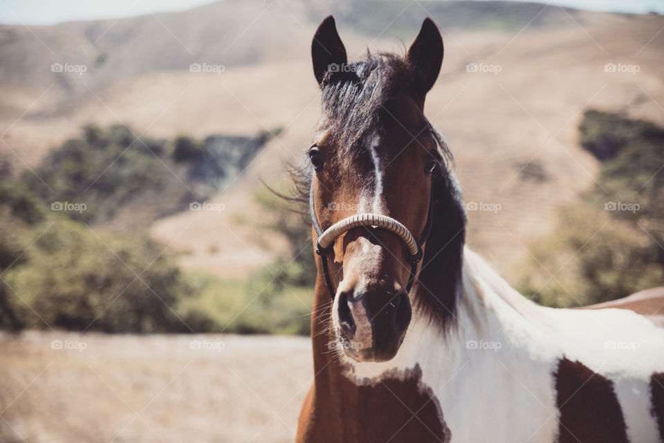 High angle view of horse