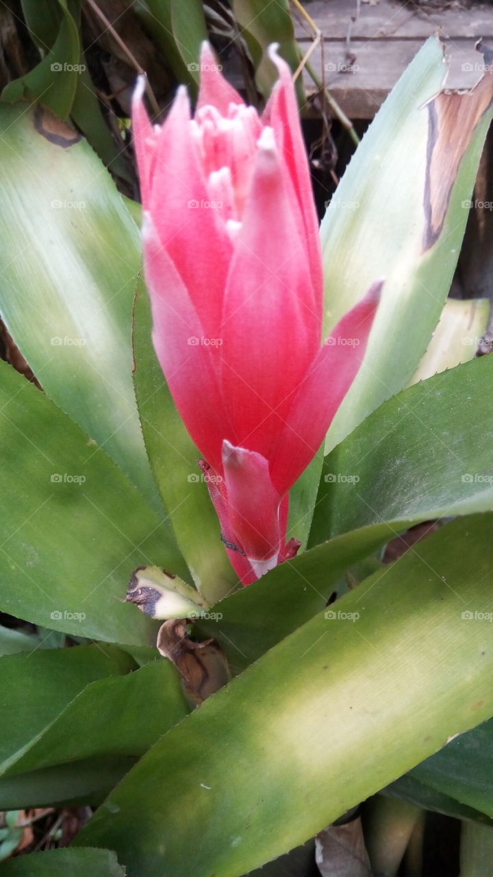 wild Jamaican blooms