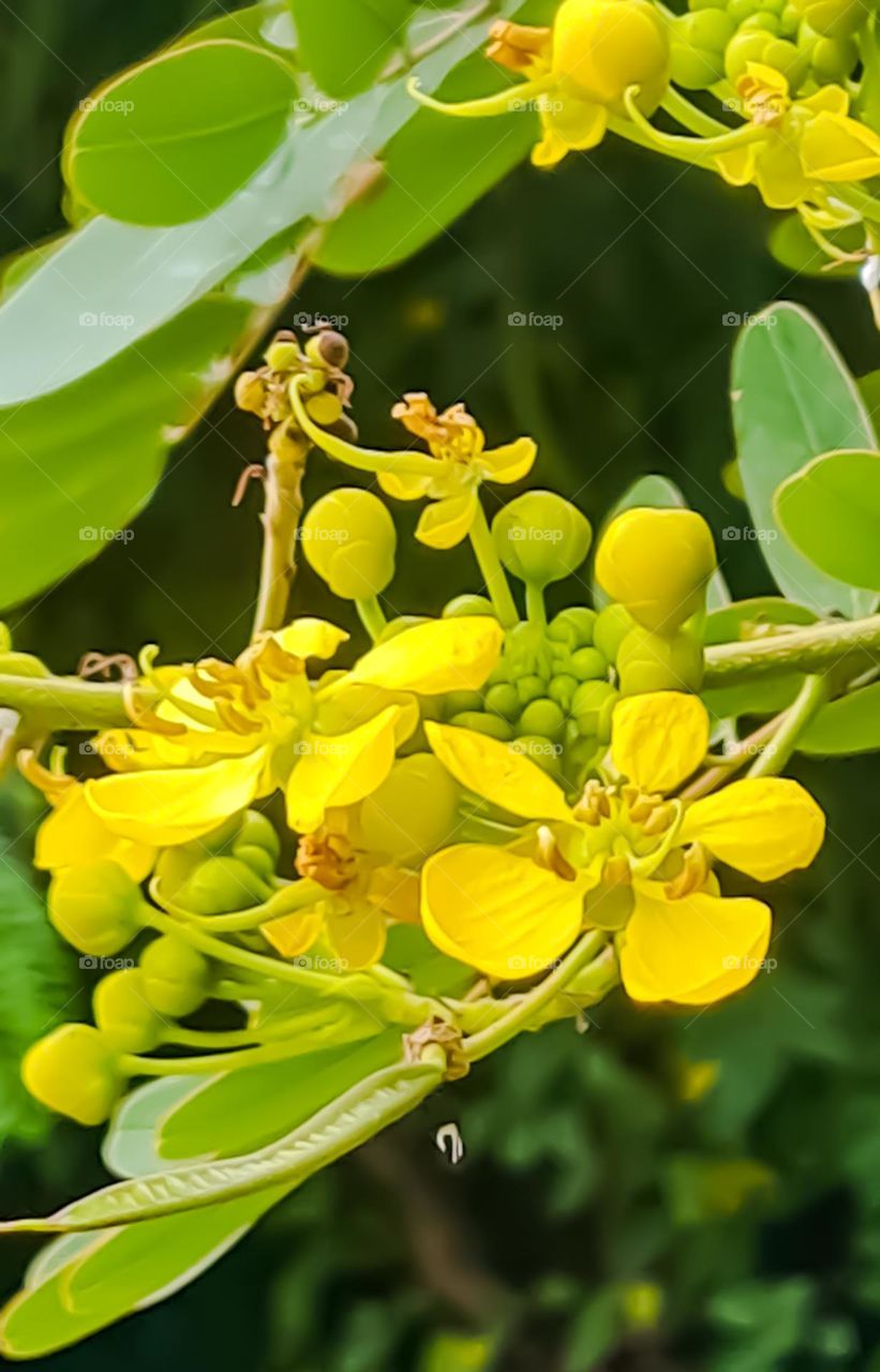 Flowers of the Cassia-de-Sião tree, also known as Yellow Cassia.