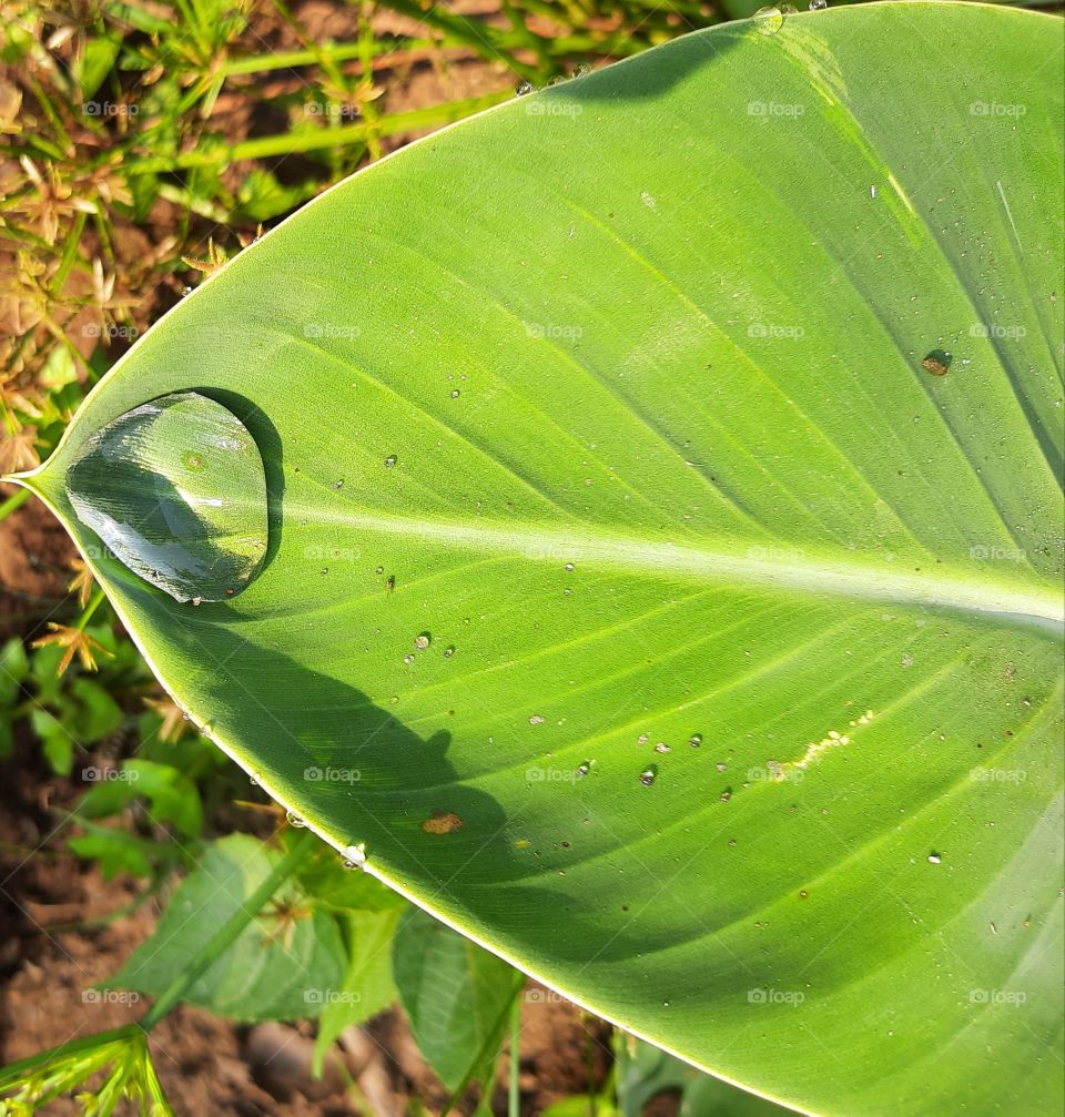 A drop on leaf