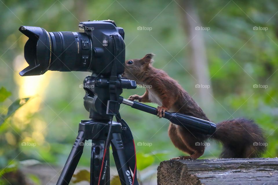 Red squirrel trying to use the camera and tripod