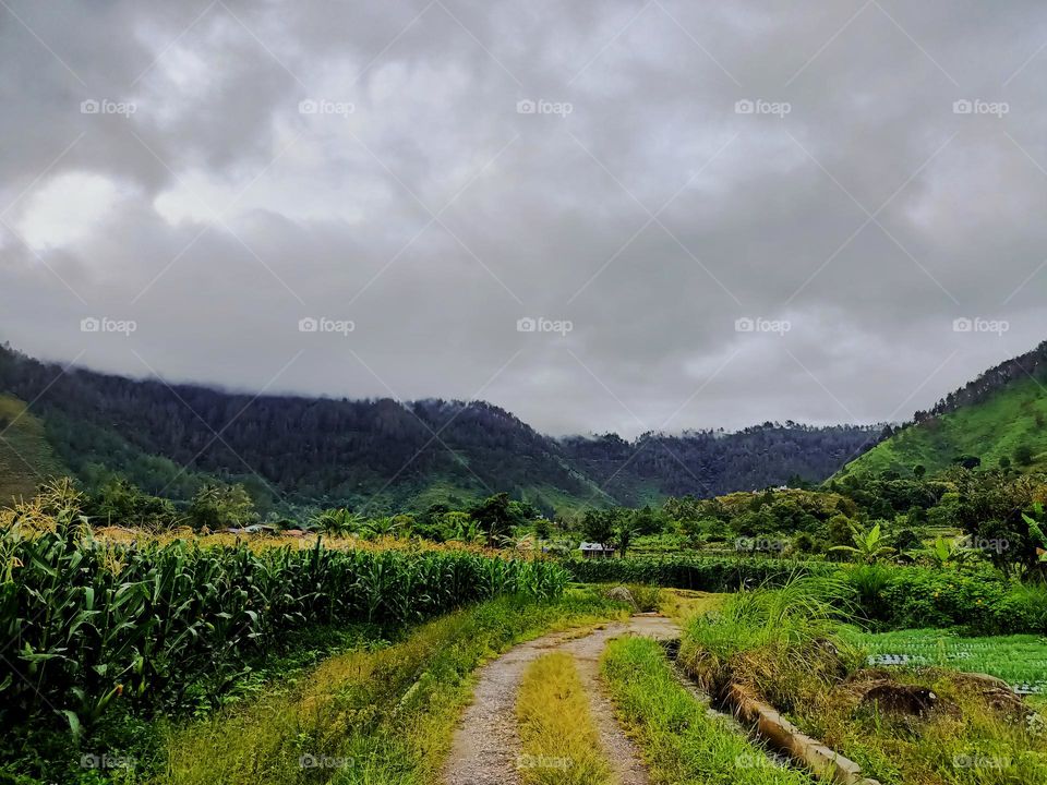 Storm clouds over a sweetcorn maize with field mountain landscape