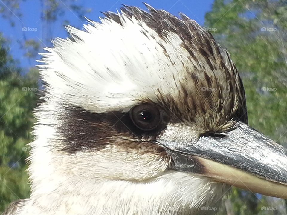 kookaburra