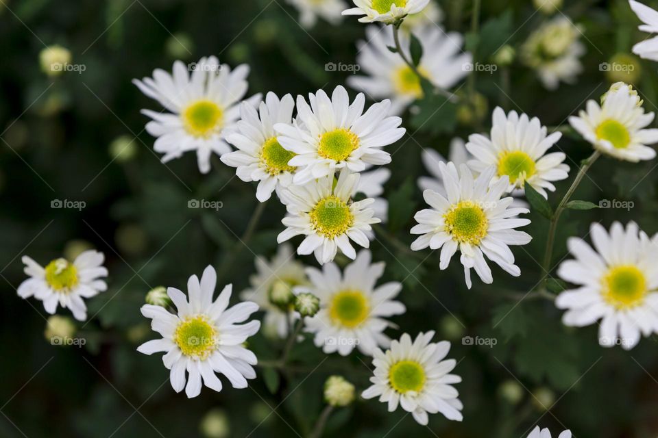 White Daisy flower in winter time in Vietnam